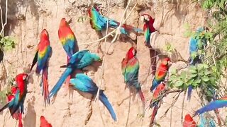 Macaw Bird Facts