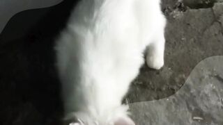 white domestic cat