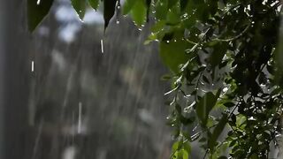 The rain gives comfort and peace