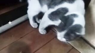 cat eating fried chicken