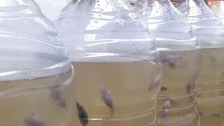 changing the water for catfish in the gallon