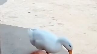 A Mischievous Goose Plays a Trick on a Cat! The Cats Reaction Will Make You Laugh