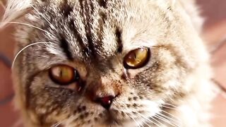 Hungry Cat Begging for Food