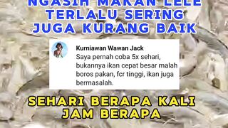 Sekali Nonton pasti fahamBerapa kali ngasih makan lele dan jam berapa