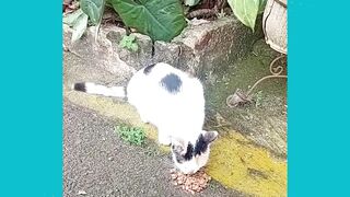 street cat rescue