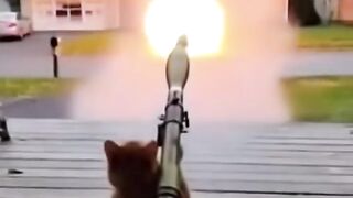 Seekor kucing bertingkah konyol seolah jadi jagoan film aksi
