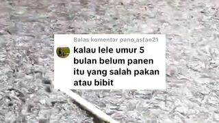 5 bulan belum PANENCoba cek 4 hal ini pasti ketahuan kesalahannya