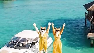 Tropical Trouble  Cats in the Maldives