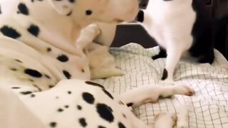 Funny cat videos
