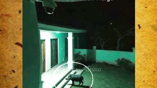seconds of pig caught on CCTV