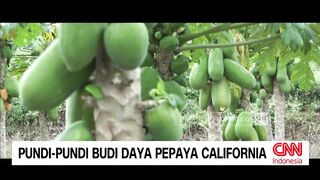 Farming in the afternoon