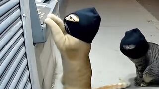 Secret Cat ATM Heist!