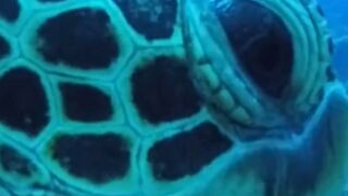 Green turtle