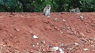 wild monkeys take to the streets