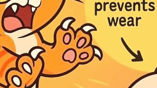 The Science Behind Cat Claws More Than Just Sharp!