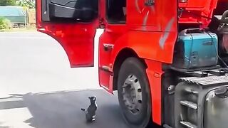 Cat with driver short story