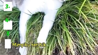 HILARIOUS! Animals Getting SHOCKED  Startled (Try Not to Laugh)