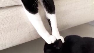 When Cats acts too fancy