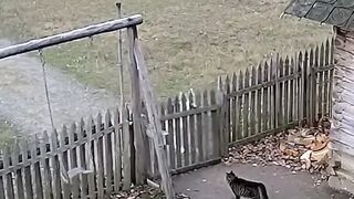 Wolf vs cat fighting