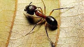 Milagros científicos en el Corán y la Sunnah 24