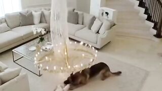 Dogs obey their masters