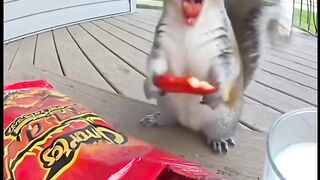 quirrels Spicy Chip Fail  He Tried Milk But It SPLASHED All Over Him!