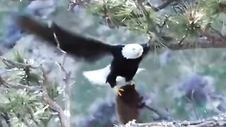 the king of the air eagle gives food to his children
