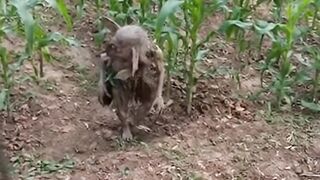 What creature is that?