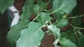 Tanaman subur terong lalap