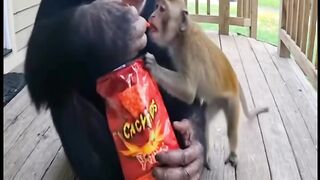 Chimp Gives Spicy Chip to Monkey  The Funniest Reaction Ever!