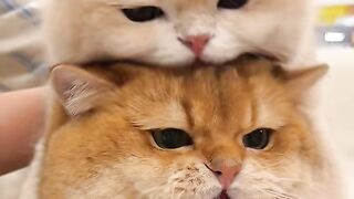 Cute cat