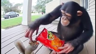 Chimp Shares Spicy Chips with Squirrel and Chaos Begins!