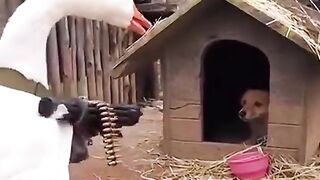 Dog Just Wanted Peace Goose Said NO