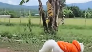 Kucing mengejar ayam