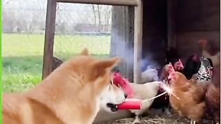 Funny Dog Reacts to Fireworks Show!  Curious Dog vs Firecrackers  Hilarious Reaction!