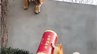 Dogy and Tiger funny