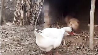Goose Bullies Dog and Wins Every Time
