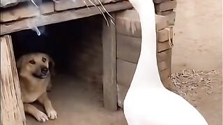 Goose Bullies Dog and Wins Every Time