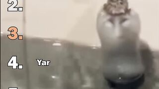 Top 5 Funny Frog Videos