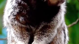 Marmosets Animal Facts