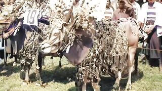 Karapan Sapi Madura 1920-an