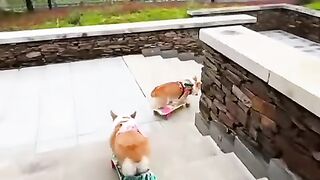 Dog Riding a Skateboard Like a Pro!   Skateboarding Dog  Too Cool!   This Dog Has Better Skills Than Me   Epic Skateboarding Dog Moments!