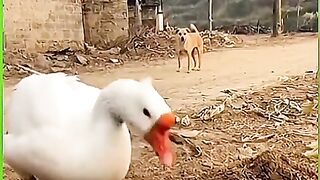 Dog Falls into Goose Trap  Hilarious!   Goose Outsmarts Dog Again!   Sneaky Goose Tricks the Dog!