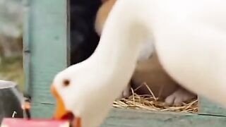 Goose and Dog Play with Firecracker Sounds   Funny Goose vs Dog  Fake Firecracker Reactions!