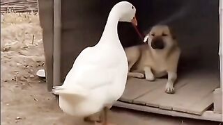 Dog and Goose Funny Reaction to Firecracker Noise   Goose  Firecracker Sound  Dog Chaos