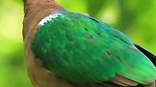 The Emerald Dove is also known as the Green Dove because of its stunning shiny green wings.