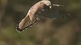 The kestrel is the smallest falcon in North America, but it is a skilled  can hover in the air while huntingthis is called kiting.