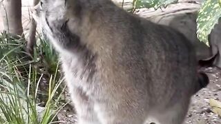 POV When Your Cat Thinks Hes a Human