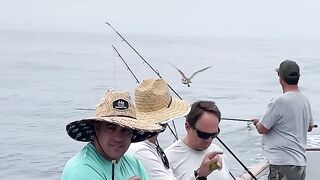 Monkey D Luffy is here