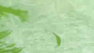 Cara MENGOBATI ikan lele yang BAIK dan BENAR agar cepat SEMBUH